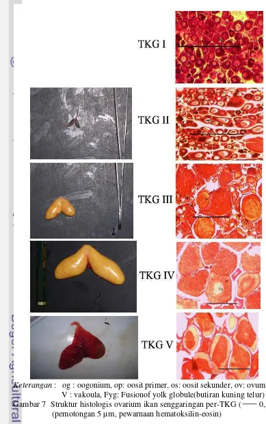 Gambar 7 Struktur histologis ovarium ikan senggaringan per-TKG (