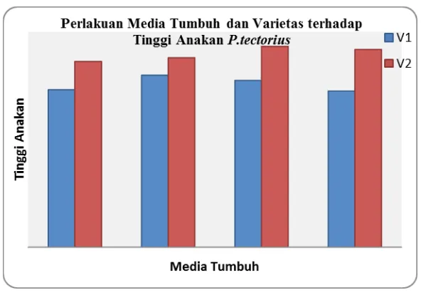 Gambar 6. Pengaruh Perlakuan  Media Tumbuh dan Varietas terhadap Jumlah Daun Anakan P.tectorius 