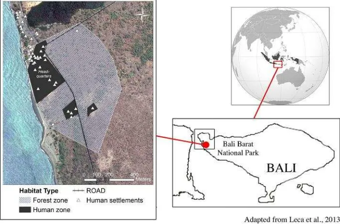 Fig. 1. Study site in Bali Barat National Park (Indonesia) with an outline of the study group home range, showing two habitat types: forest(natural zones with continuous tree canopy, 40 ha) and human zones (ranger station and grass patches with planted trees, 9 ha).