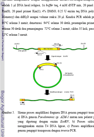 Gambar 5.   Skema proses amplifikasi fragmen DNA genom pengapit transposon. 