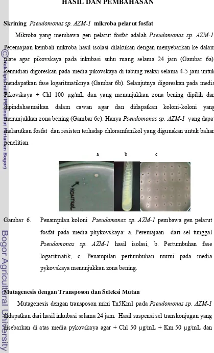 Gambar  6.   Penampilan koloni  Pseudomonas sp. AZM-1 pembawa gen pelarut 