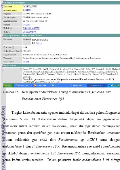 Gambar 16.   Kesejajaran endonuklease 1 yang disandikan oleh gen endA  dari 