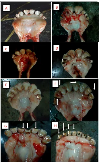 Gambar 1. Gigi seri mandibula sapi bali betina pada berbagai tingkatan umur yang disembelih di RPH Negeri di Denpasar dan RPH Swasta di Banjar Bersih Darmasaba, Badung