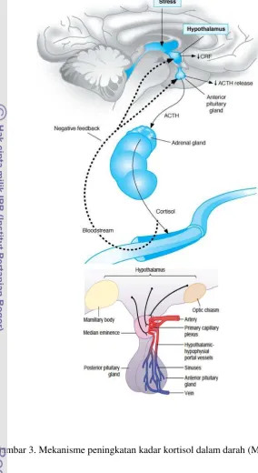 Gambar 3. Mekanisme peningkatan kadar kortisol dalam darah (Molina 2010) 