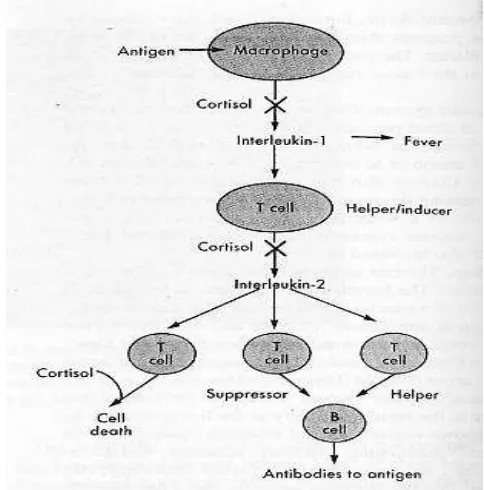 Gambar 5. Mekanisme kortisol menghambat pembentukan antibodi  