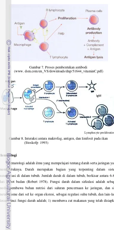 Gambar 7. Proses pembentukan antibodi 
