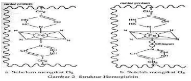 Gambar 2.1. Struktur Hemoglobin [9].