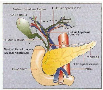 Gambar 7. Anatomi kandung empedu dan traktus biliaris (Dikutip dari Amirudin 2006) 