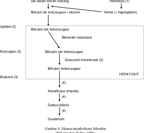 Gambar 8. Skema metabolisme bilirubin 