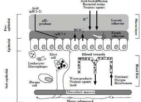 Gambar 9.  The three levels of gastrointestinal mucosal defense (Dikutip dari Atuma 2000) 