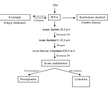 Gambar 11. Jalur metabolisme PUFA menjadi fosfolipid dan prostaglandin (Diadaptasi dari Sessler dan Ntambi 1998; Coste et al
