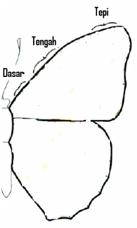Gambar 6 Titik pengambilan sisik sayap kupu-kupu: dasar (basal), tengah (central), dan tepi (border)  