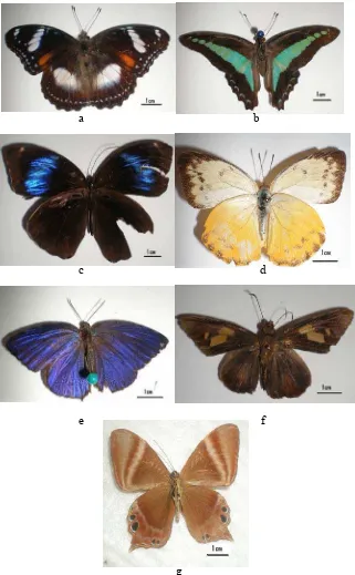 Gambar 12 Spesies kupu-kupu masing-masing famili yang dikoleksi dari hutan koridor: Hypolimnas bolina (Nymphalidae) (a), Graphium sarpedon (Papilionidae) (b), Thaumantis Klugius Zinken (Amathusidae) (c), Delias hyparete (Pieriidae) (d), Arhopala pseudocent