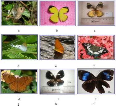 Gambar 13 Spesies kupu-kupu yang ditemukan di hutan koridor, lahan pertanian dan perkebunan teh