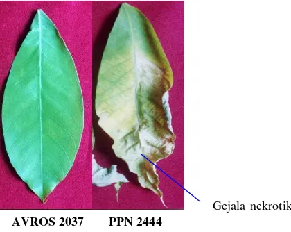 Gambar 3.  Penampakan gejala penyakit gugur daun pada klon karet resisten (AVROS 2037) dan rentan (PPN 2444) akibat infeksi C