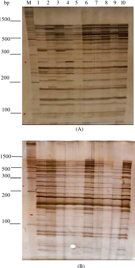 Gambar 6. Produk AFLP dengan primer EACC–MCTA (A) dan EACT–MCAG (B) pada DNA daun 10 klon karet