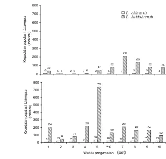 Gambar 2.3  Kelimpahan populasi  Liriomyza huidobrensis dan Liriomyza  