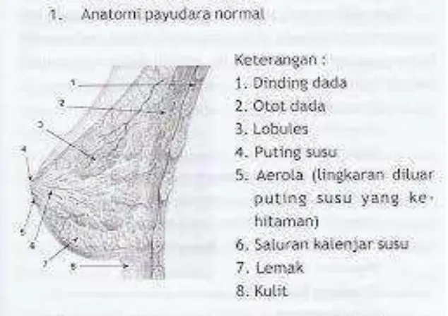 Gambar 1. Anatomi Payudara Normal 