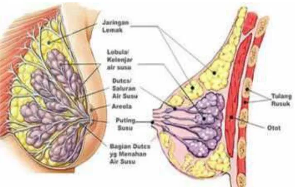 Gambar 2. Anatomi Payudara. (Sumber: Mainun, 2013) 
