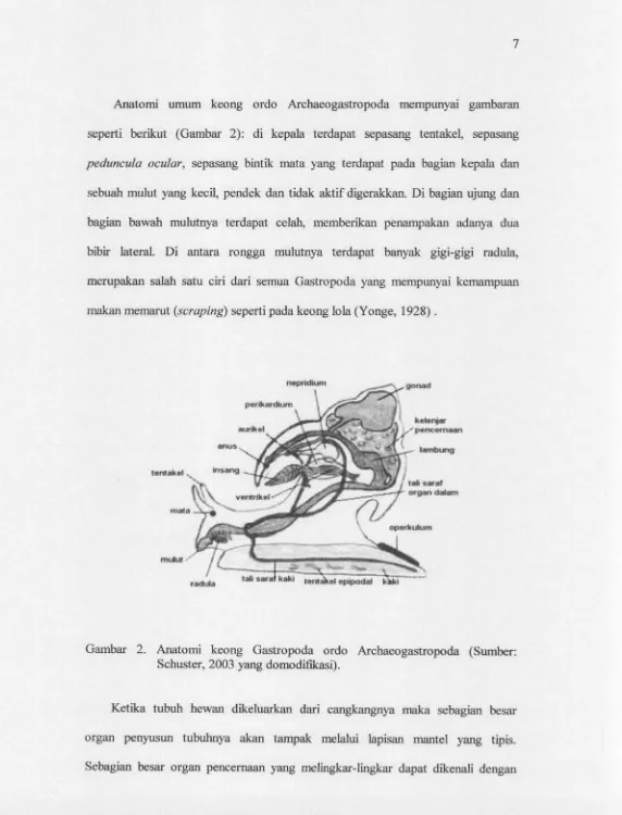 Gambar 2. Anatomi kwng Gastropoda ordo Archaeogastropoda (Sumber: 
