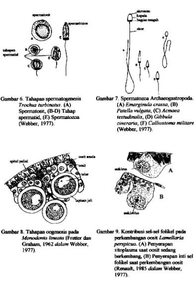 Gambar 6. Tahapsn spermatogenesis 
