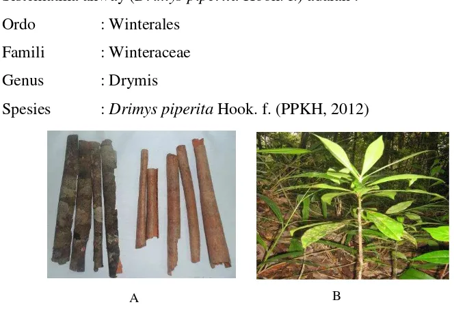 Gambar 1.  Kulit kayu akway (A) dan tanaman akway (B) 