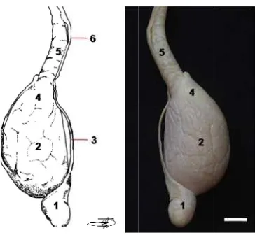 Gambar r 13 Morfolotestis spermaogi testis dan(2), korpus atikus (5), dukn duktus epiepididimidisktus deferens didimidis mus (3), kapu(6)