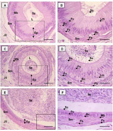 Gambar 16 Struktur histologi duktus epididimidis muncak (Muntiacus muntjak muntjak). A