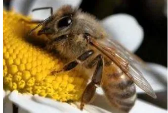 Gambar Lebah Madu Sedang Mengambil Serbuk Sari 