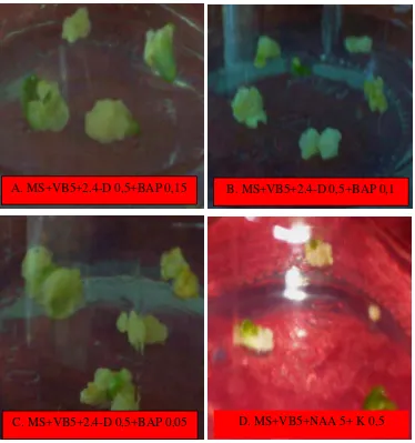 Gambar 5  Pembentukan dan pertumbuhan kalus embriogenik pada beberapa jenismedia