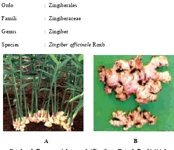 Gambar 1. Tanaman jahe merah (Zingiber officinale Roxb) (A) dan  Rimpang jahe merah (Zingiber officinale Roxb) (B)  