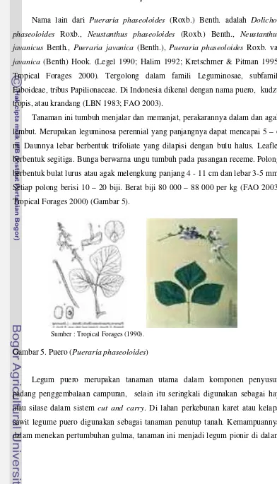 Gambar 5. Puero (Pueraria phaseoloides) 