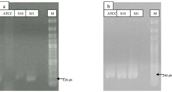 Gambar  4.  Amplifikasi  gen  penyandi  sea  (a)  dan  16S  rRNA  (b)  kultur  SJ1  dan  S10 (M= Marker) 