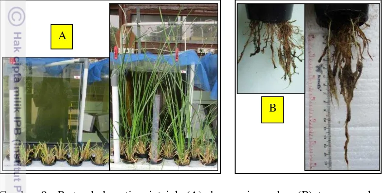 Gambar 9  Pertumbuhan tinggi tajuk (A) dan panjang akar (B) tanaman akar 