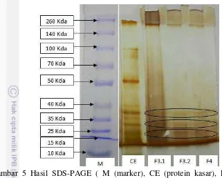 Gambar 5 Hasil SDS-PAGE ( M (marker), CE (protein kasar), F3.1 (tabung          