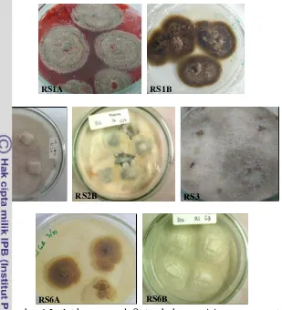 Gambar 1 Isolat kapang endofit tumbuhan pesisir sarang semut 