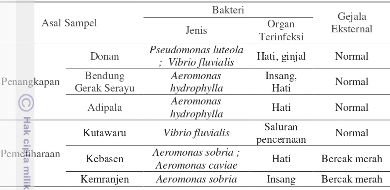 Tabel 5 Hasil identifikasi bakteri pada sampel sidat (Anguilla sp.) 