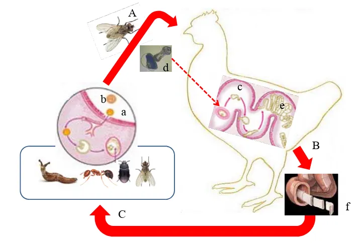 Gambar  1   Siklus hidup sestoda ayam.  A. Inang antara dimakan ayam. B. Proglotida gravid keluar melalui anus