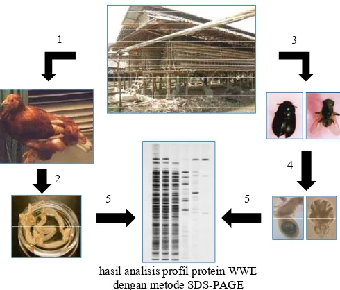 Gambar  4 Bagan alur infeksi sistiserkoid lapangan pada ayam dan tikus 