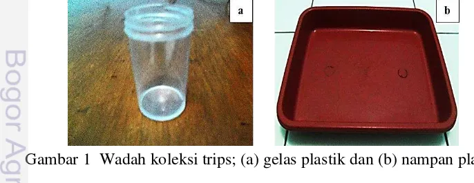 Gambar 1  Wadah koleksi trips; (a) gelas plastik dan (b) nampan plastik  