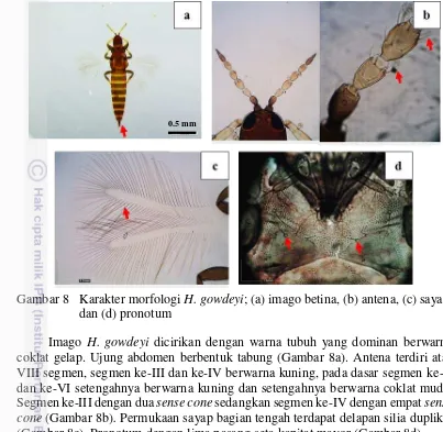 Gambar 8 Karakter morfologi H. gowdeyi; (a) imago betina, (b) antena, (c) sayap, 
