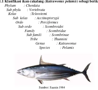 Gambar 2 Morfologi ikan cakalang (Katsuwonus pelamis).