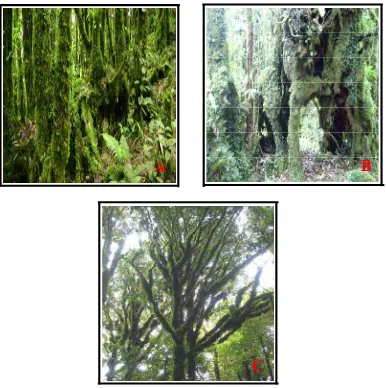 Gambar 11  Pohon Puncak Gunung Lumut, (a,b) Batang yang telah diselimuti oleh lumut; (c) Dahan dan ranting pohon yang telah diselimuti oleh lumut (sumber foto: Mariana Zainun dan Nurbandiah)