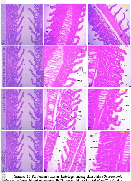 Gambar 10 Perubahan struktur histologis insang ikan Nila (Oreochromis -1