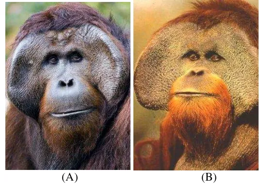 Gambar 2 Perbedaan morfologis dua spesies orangutan jantan dewasa (A)   Orangutan Kalimantan (Pongo pygmaeus); (B) Orangutan Sumatra (Pongo abelii) (Sumber: orangutanfoundation.wildlife) 