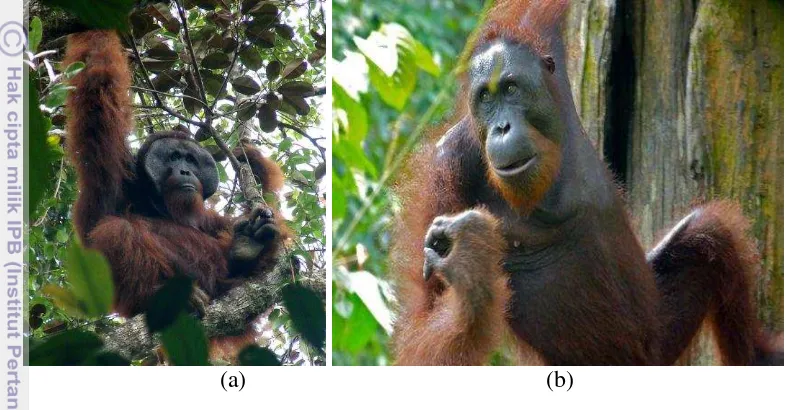 Gambar 9  Performan orangutan dewasa: (a) jantan berpipi (flanged male); 