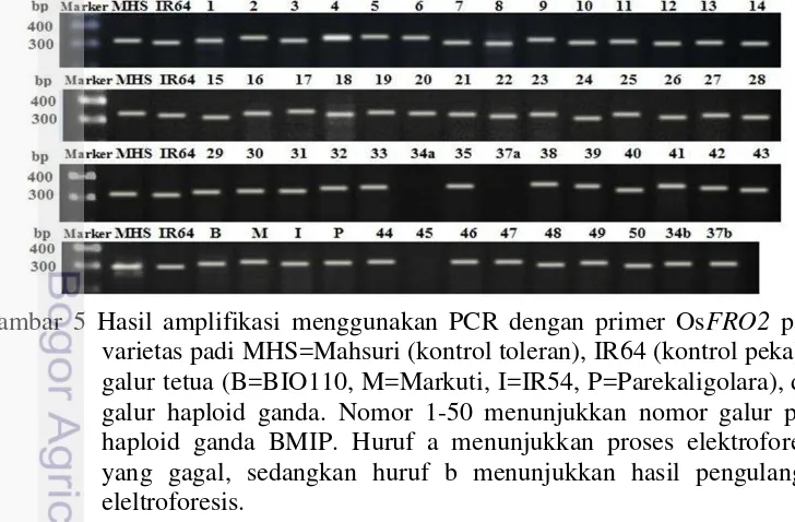Gambar 4   Hasil amplifikasi menggunakan PCR dengan primer OsIRT2 pada 