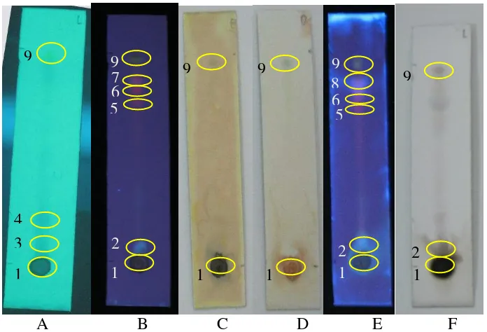 Tabel 2. Hasil uji kromatografi lapis tipis terhadap ekstrak etanol kulit kakao dengan fase gerak n- heksan : etil asetat : metanol (12:7:1) dan fase diam Silica gel GF 254 (jarak elusi 6 cm)