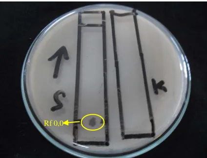 Gambar 3. Hasil uji bioautografi ekstrak etanol kulit buah kakao terhadap Streptococcus mutans dengan fase gerak n-heksan : etilasetat : metanol (12:7:1) v/v/v