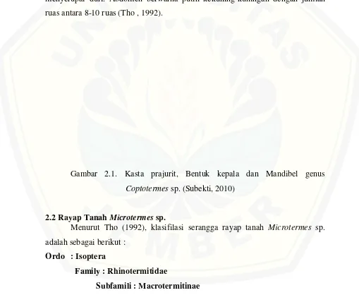 Gambar 2.1. Kasta prajurit, Bentuk kepala dan Mandibel genus 